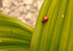 2013-08-18_Regina-F-Rau_Schachen_Blumen  (239).JPG